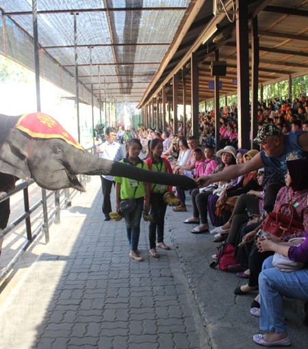 Nhiều du khách không tiếc tiền mua cả nải cho voi ăn và chụp hình chung..